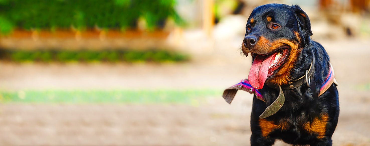 Famous best sale rottweiler names